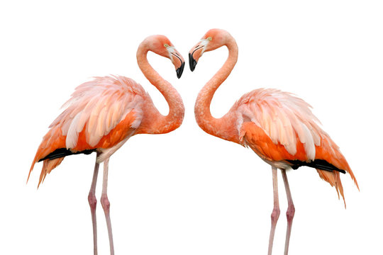 Zwei Flamingos bilden eine Herzform