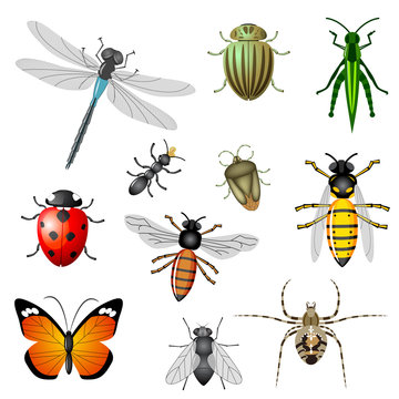 Insects or bugs, vector collection