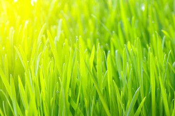Fototapeta na wymiar green lawn