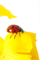 ladybug  on a flower
