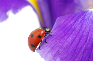 ladybug on a flower