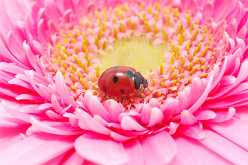 ladybug on a flower © Alekss