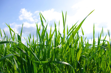 Obraz premium green grass