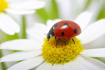 ladybug