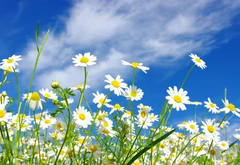 Photo sur Plexiglas Marguerites white daisies