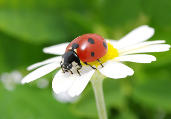 ladybug © Alekss