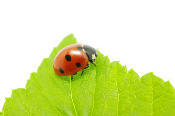 ladybug