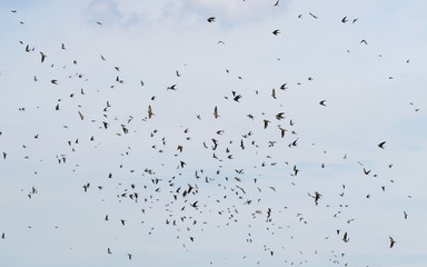 flock of birds swallows Sand Martin