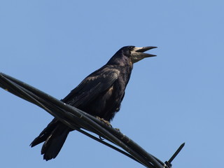 Rook, Corvus frugilegus