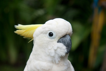 white tropical parrot