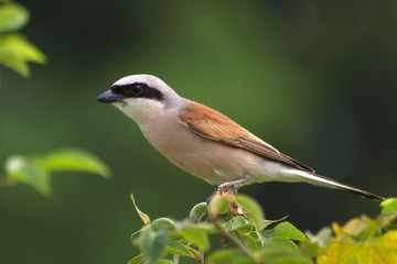 Red-backed Shrike lanius colluri