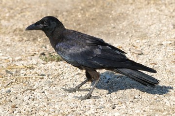 Obraz premium Carrion Crow Corvus corone
