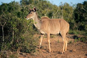 Naklejka na ściany i meble Kudu antelope, South Africa