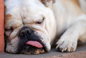 Englische Bulldoge