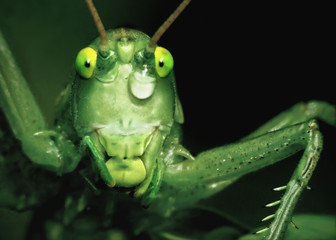 tear of beauty, grasshopper after rain
