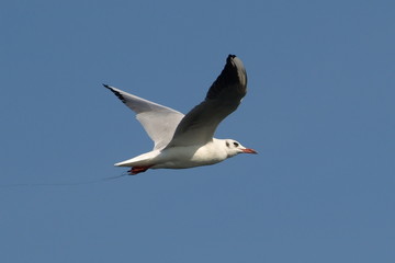Black-headed Gull Larus ridibundus