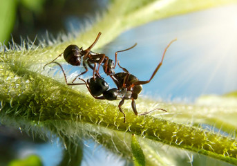 black ants fighting, macro action