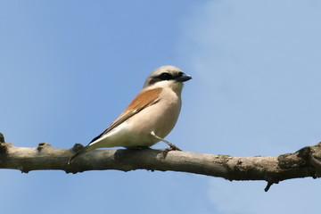 Fototapeta premium Red-backed Shrike,Lanius collurio