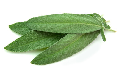 Obraz premium Sage leaves