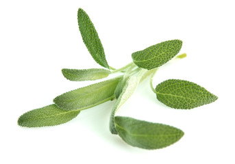 Sage leaves