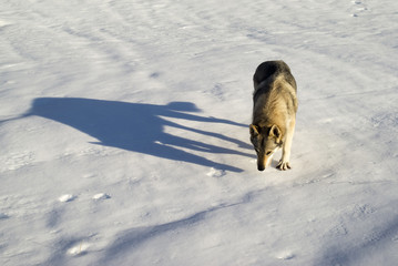 Czechoslovakian wolf dog running in the snow