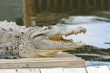 Nile Crocodile