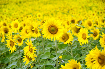 Obraz premium Sunflower field