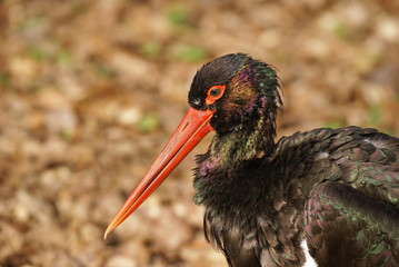 cigogne noire
