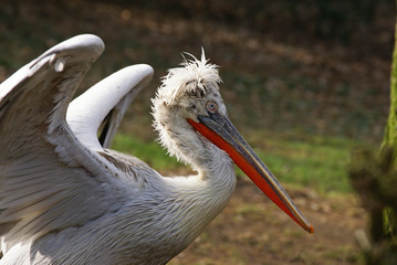 pelican frise