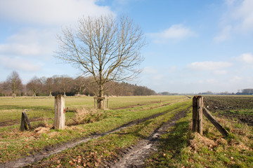 Dutch rural landscape in springtime