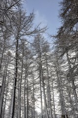 arbres de montagne 1