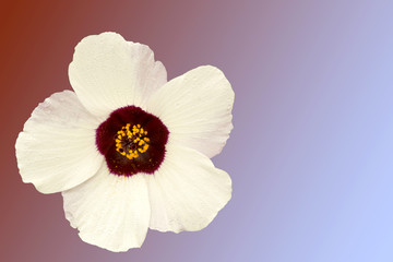 Hibiscus trionum isolated