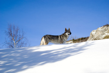 Obraz premium Czechoslovakian wolf dog in winter forest