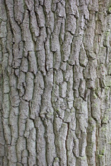 Baumrinde A