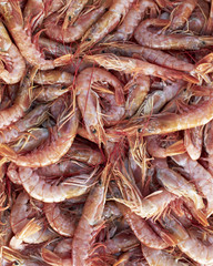 red shrimps, natural background