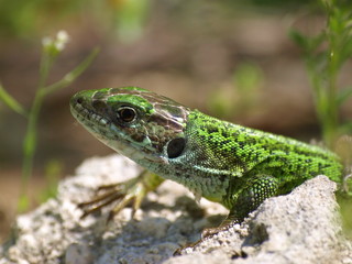Lizard Lacerta