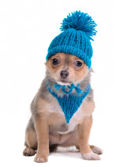 Chihuahua Puppy Dressed With Blue Scarf and Hat With Pompom