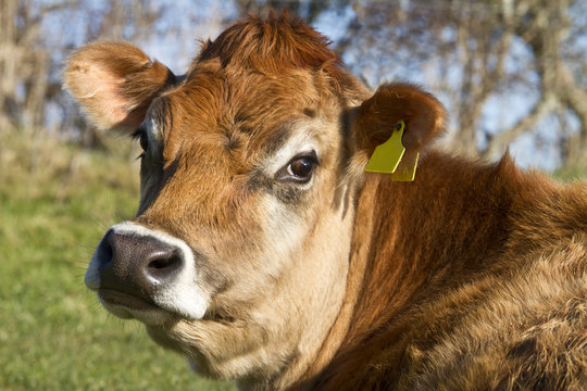 Portrait of a Jersey Cow