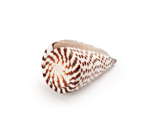 seashell on white background
