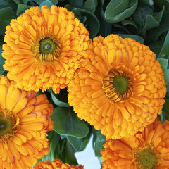 calendula flowers, natural background