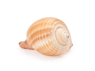 seashell on white background
