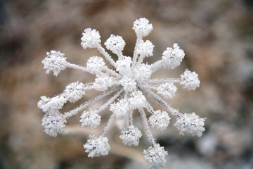 White flower