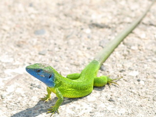 Green lizard