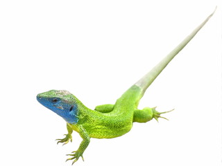 Fototapeta premium Green lizard isolated on white background