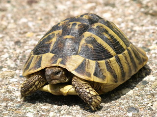 Hermann's Tortoise