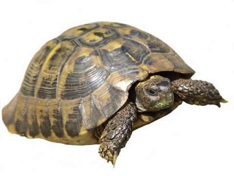 Herman's Tortoise turtle isolated on white background