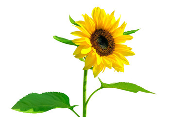 Gorgeous sunflower with green leaves