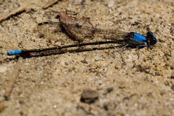 Damselfly