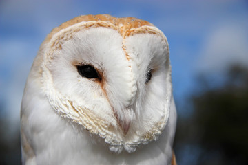 Barn Owl (Tyto Alba)