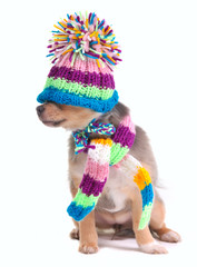 Blind(can't see)concept.Puppy With Scarf andHat Pulled Over Eyes